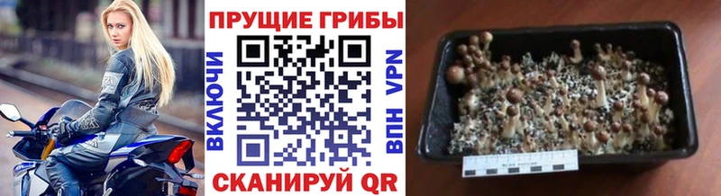 Псилоцибиновые грибы GOLDEN TEACHER  Лысьва 
